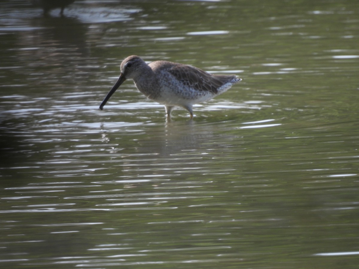 Short-billed Dowitcher - ML645531894