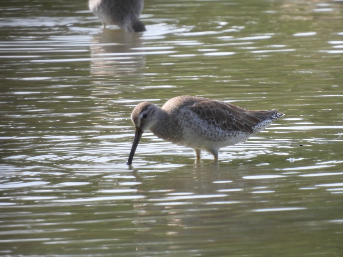 Short-billed Dowitcher - ML645531895