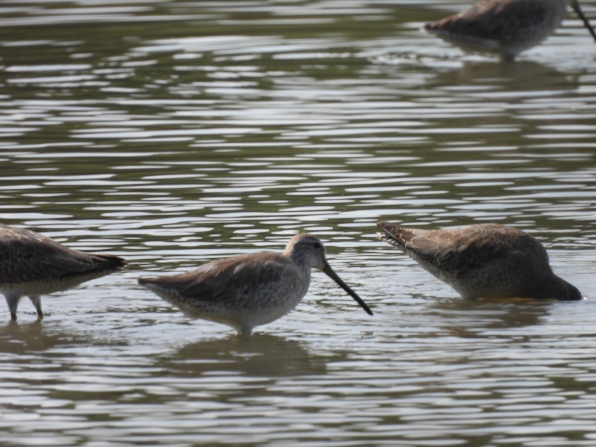 Short-billed Dowitcher - ML645531896