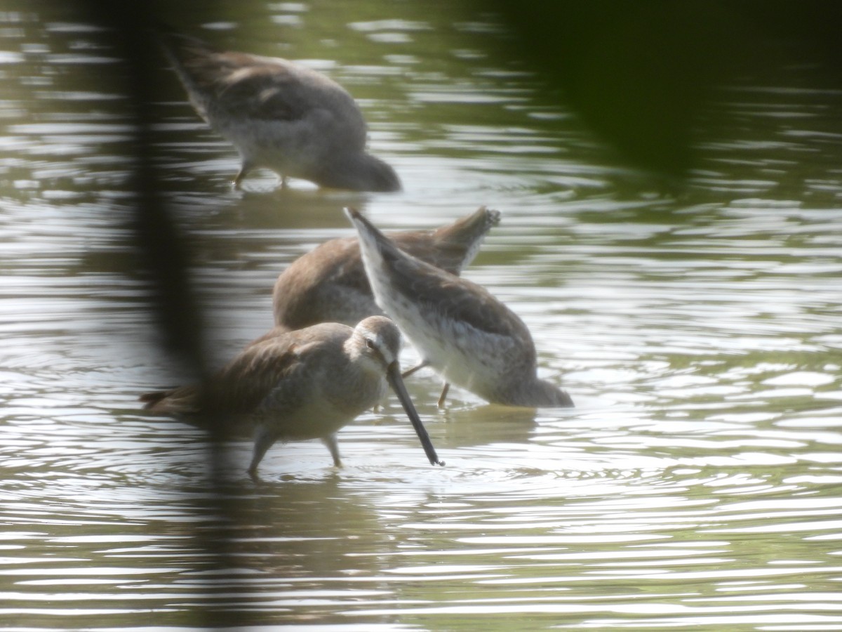 Short-billed Dowitcher - ML645531897