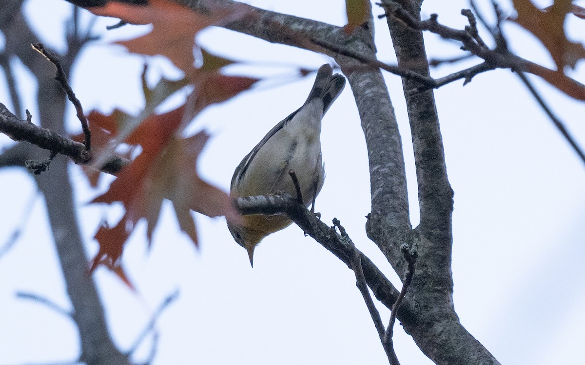 Northern Parula - ML645531904