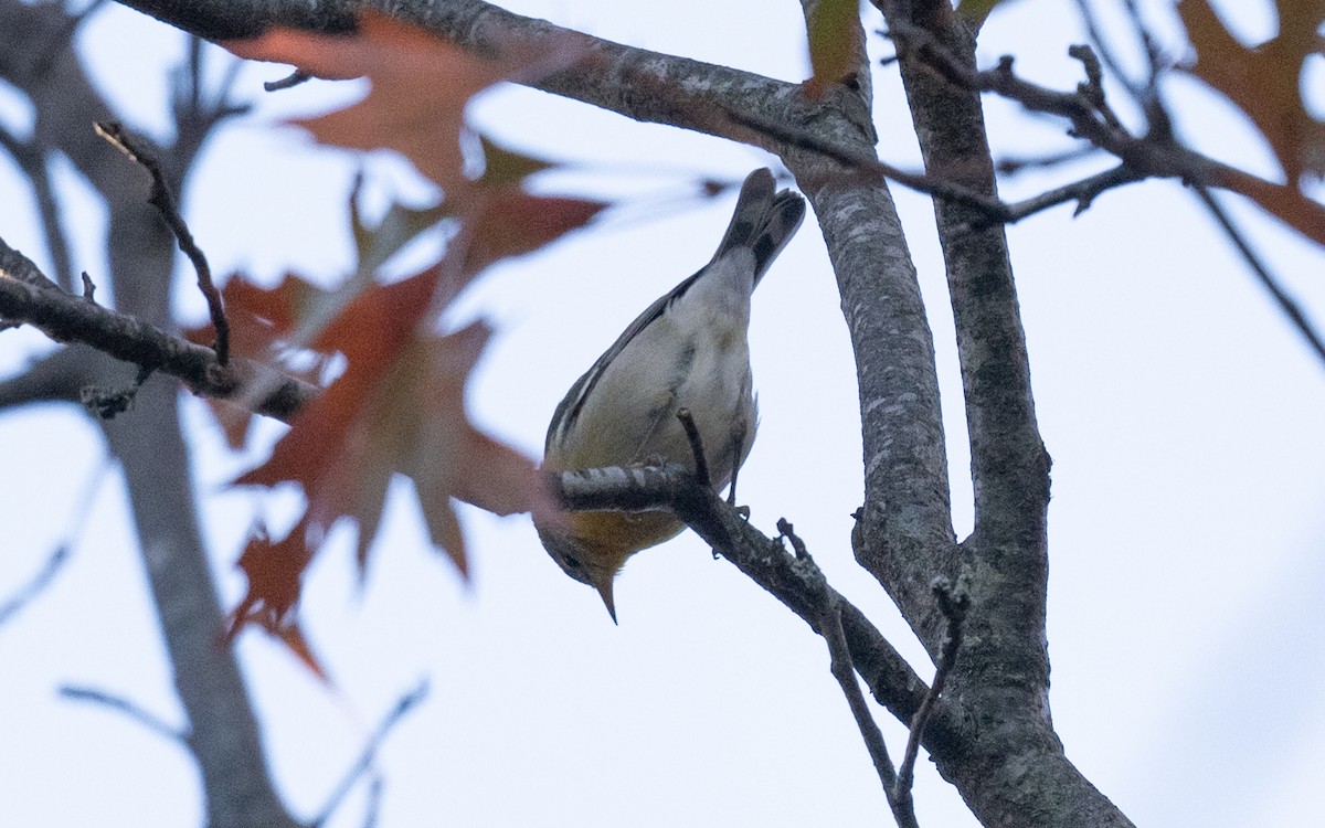 Northern Parula - ML645531905