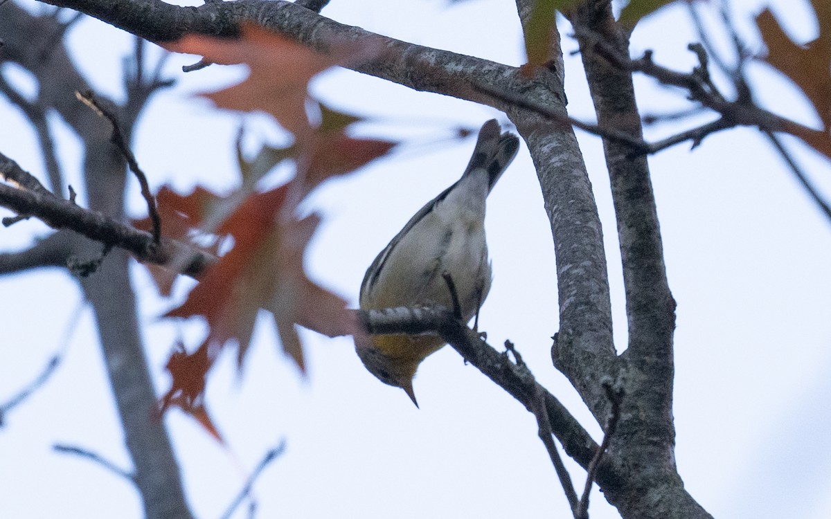 Northern Parula - ML645531906