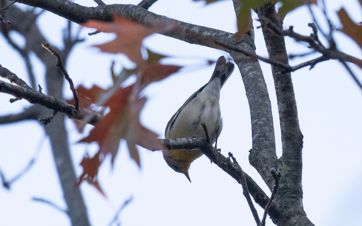 Northern Parula - ML645531907