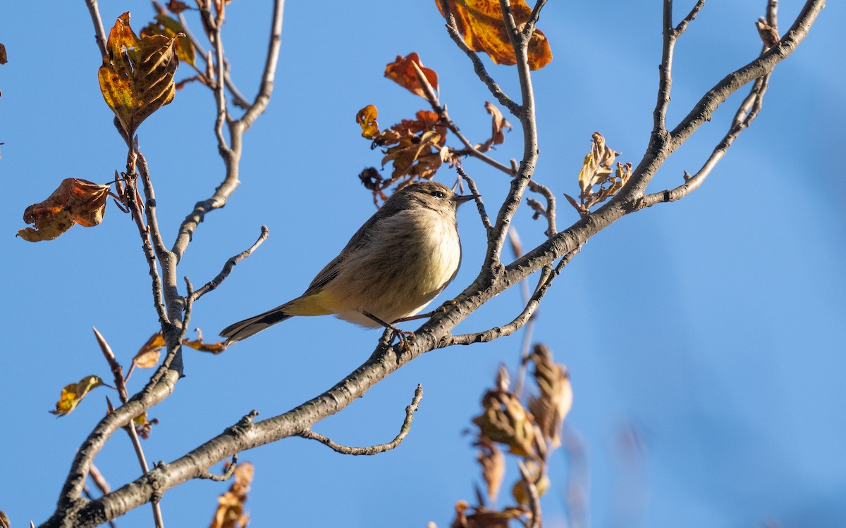 Palm Warbler (Western) - ML645531910