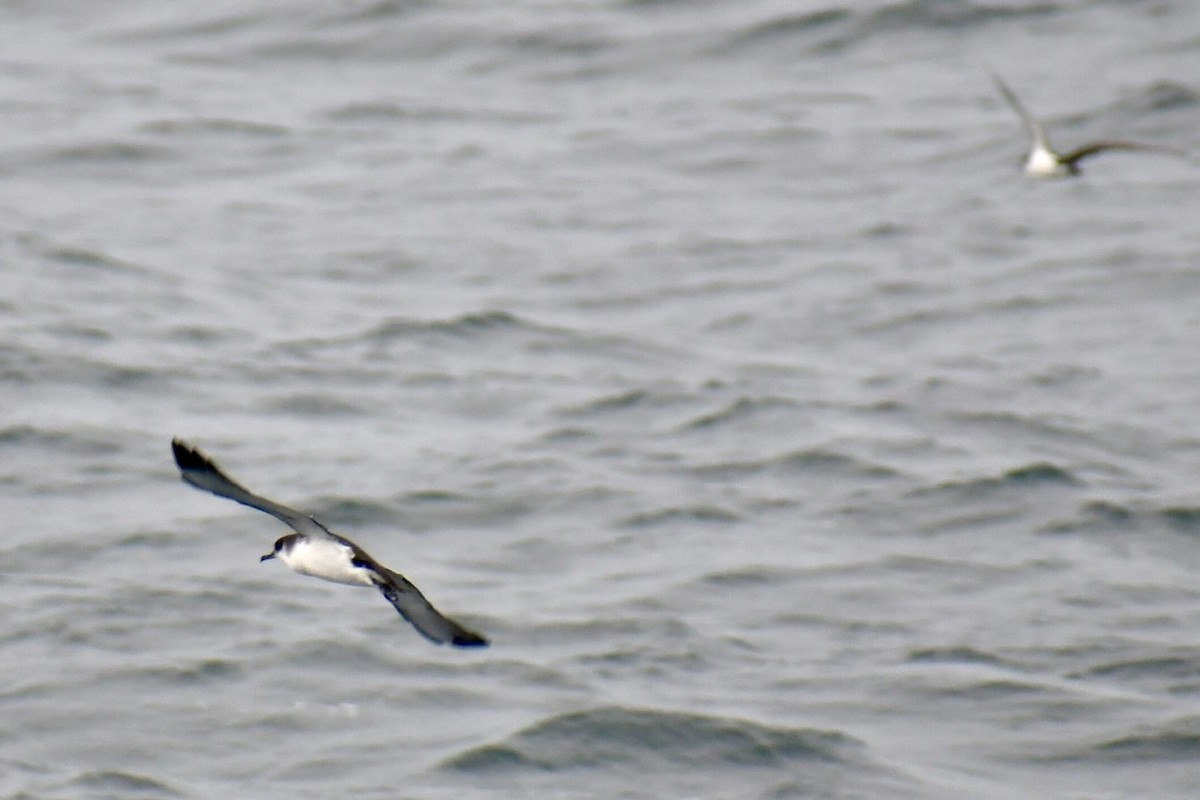 Manx Shearwater - ML645531921