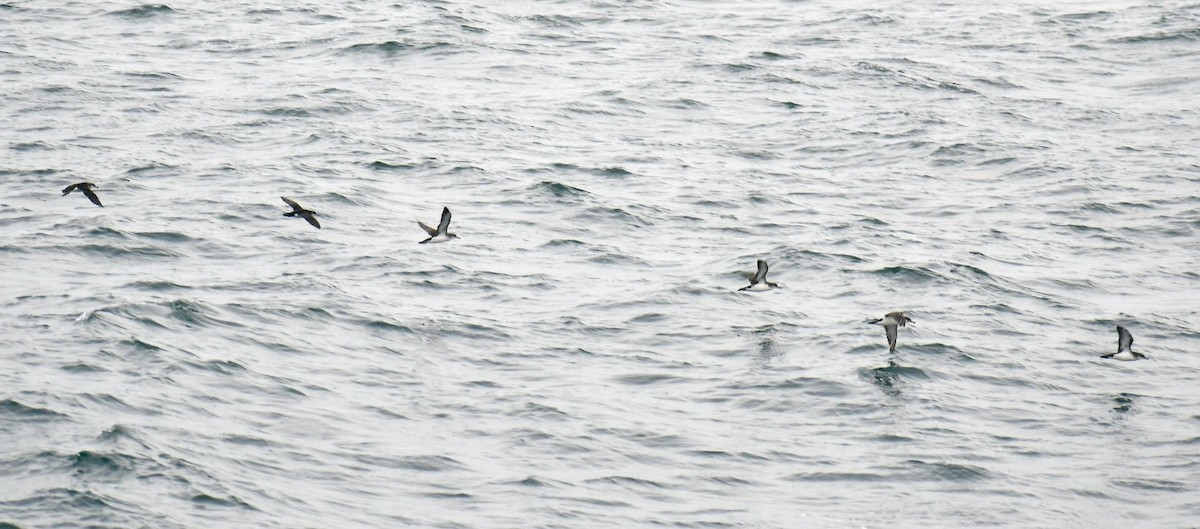 Manx Shearwater - ML645531922