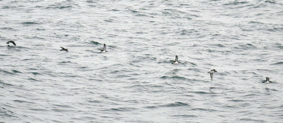 Manx Shearwater - ML645531923