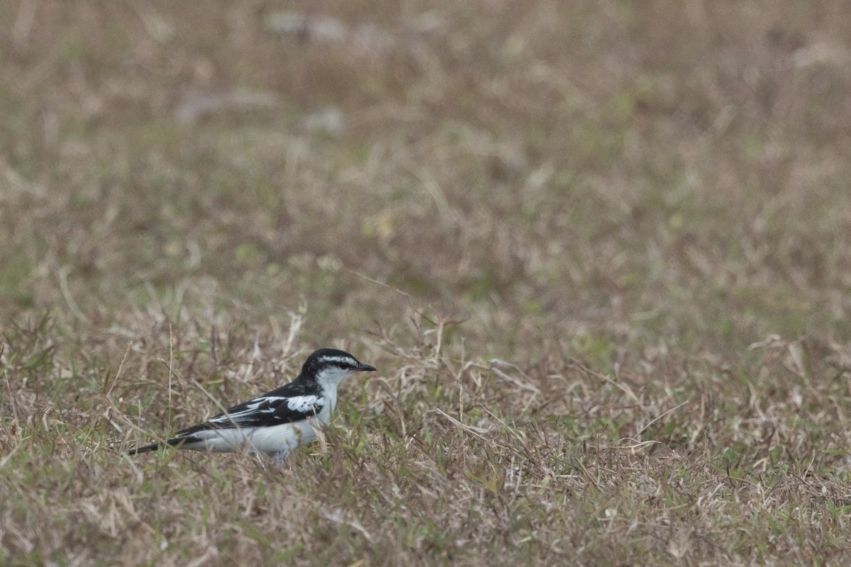 White-shouldered Triller - ML645531925