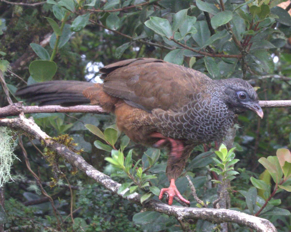 Пенелопа андська - ML645531931
