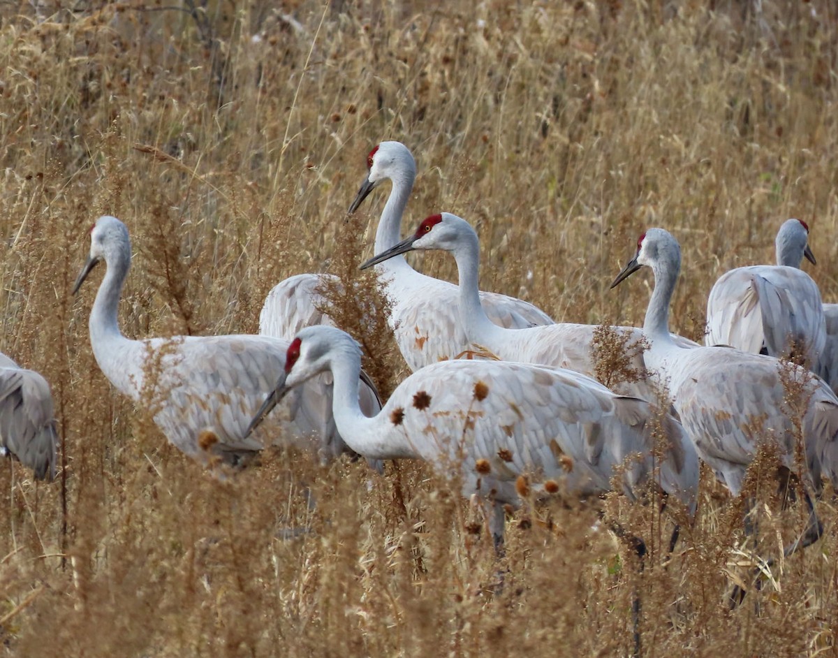 Sandhill Crane - ML645531932