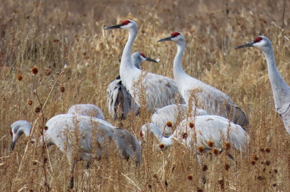 Sandhill Crane - ML645531933