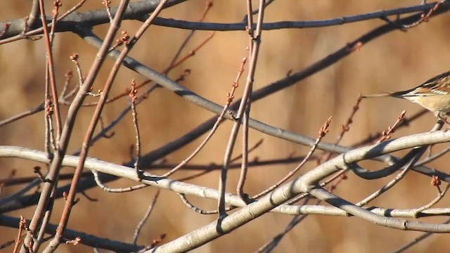 Porsuk Serçesi - ML645531934