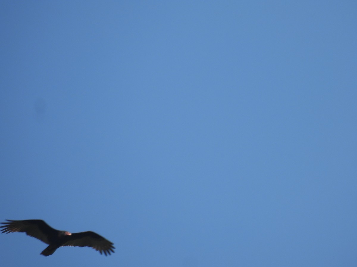 Turkey Vulture - ML645531937