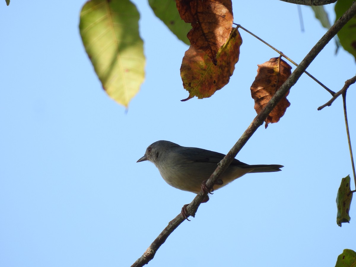 Bicolored Conebill - ML645531947