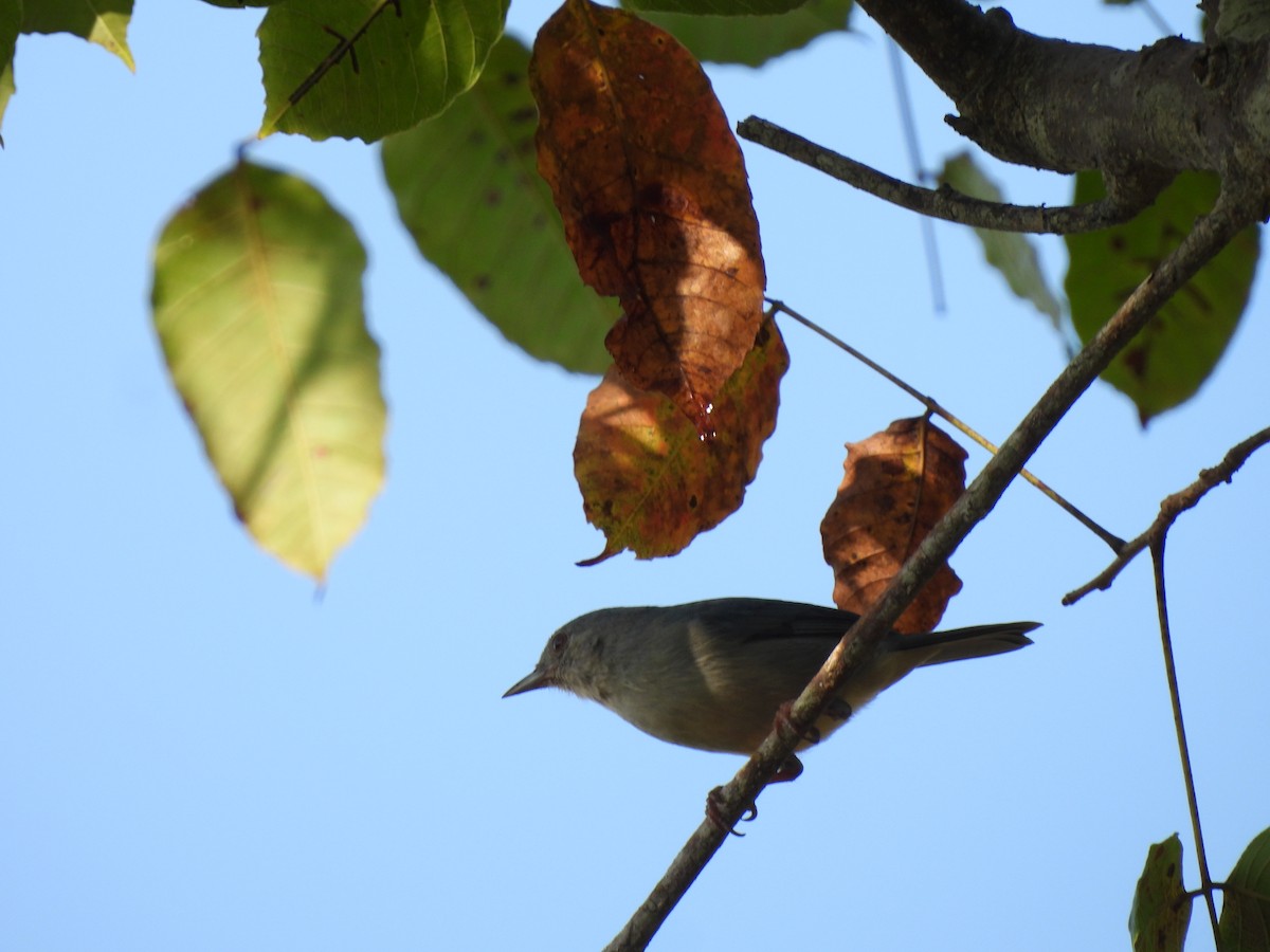 Bicolored Conebill - ML645531948
