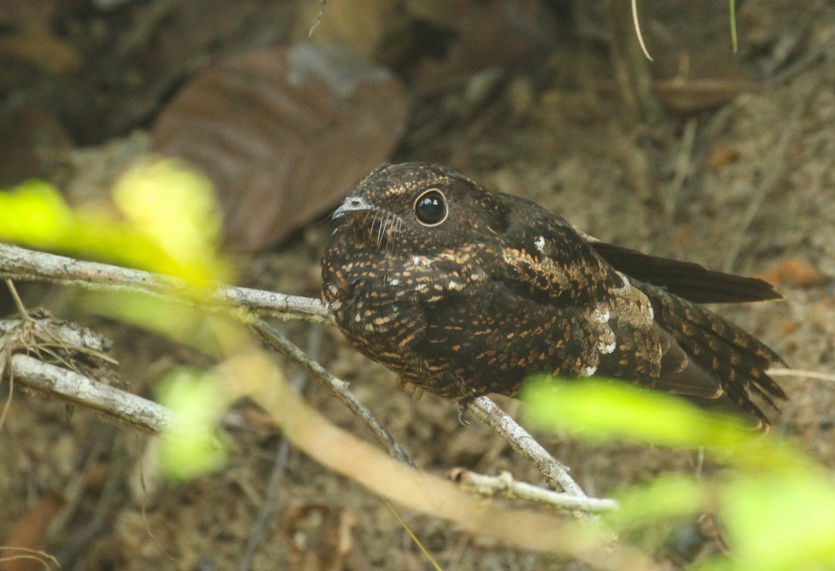 Blackish Nightjar - ML645531951