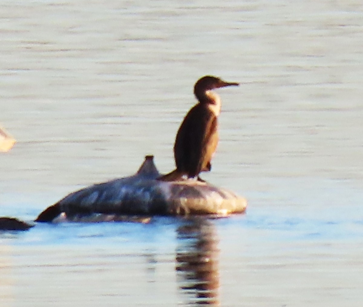 Double-crested Cormorant - ML645531952