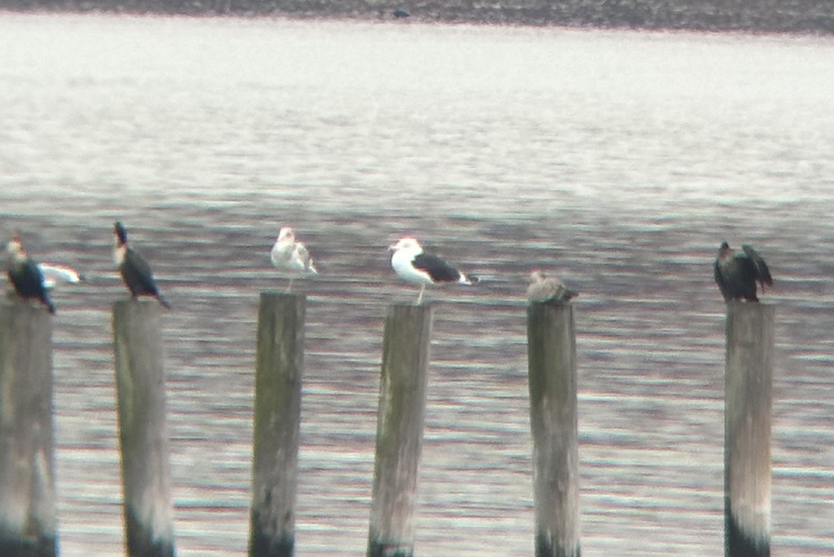 Great Black-backed Gull - ML645531953
