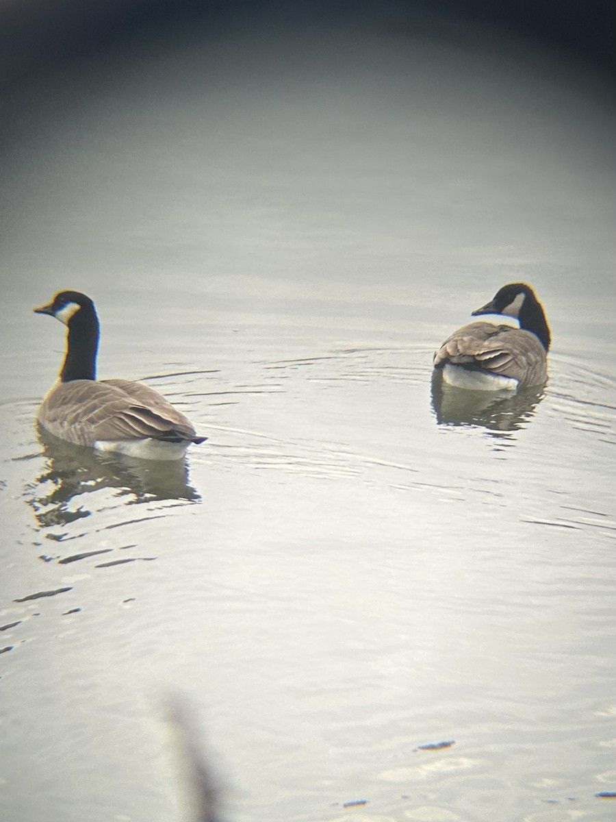 Canada Goose - ML645531954