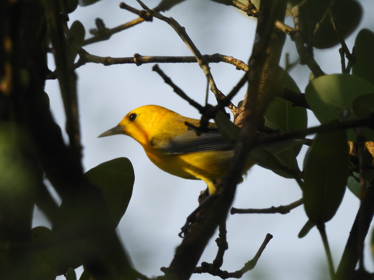 Prothonotary Warbler - ML645531955