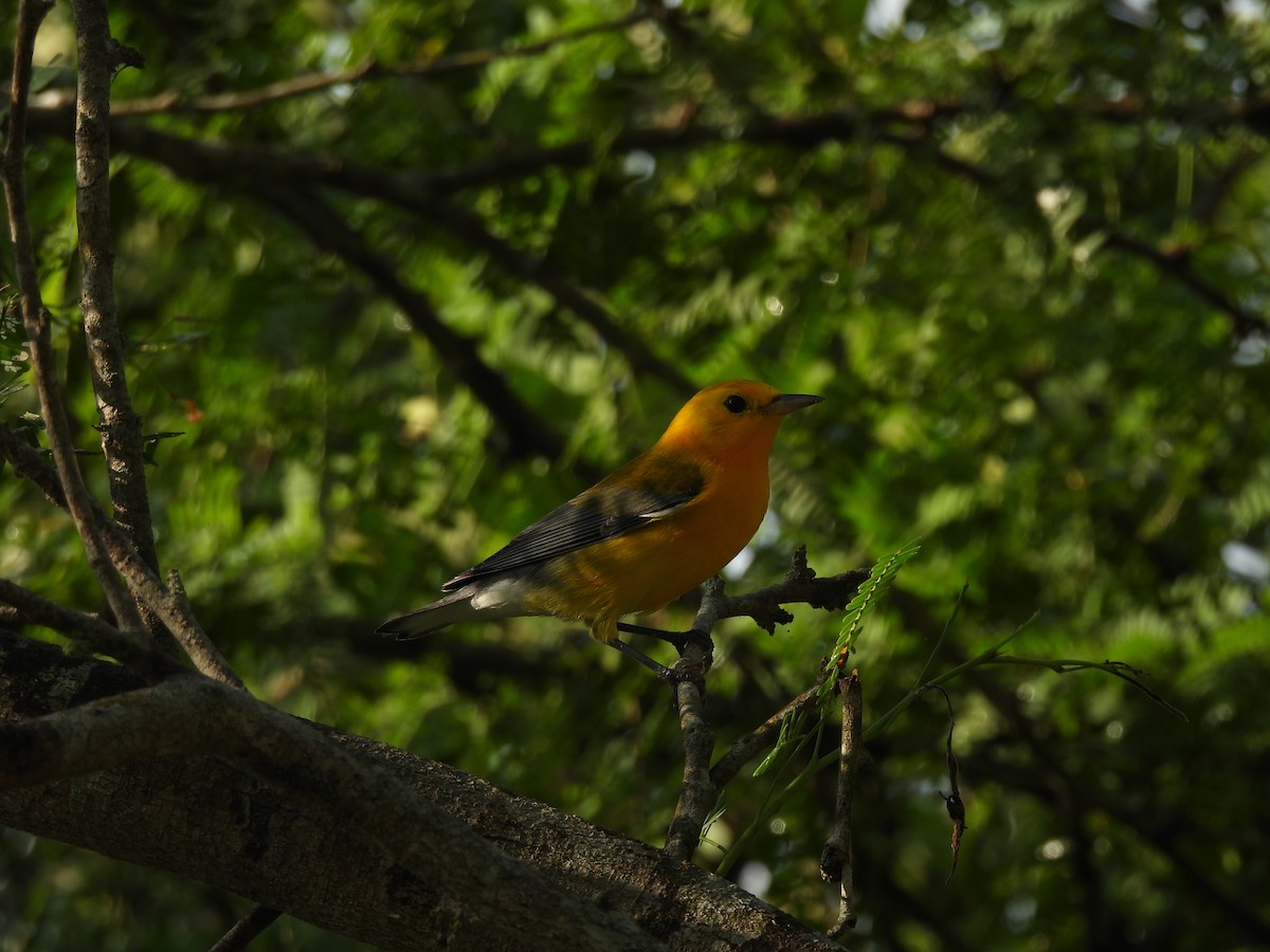 Prothonotary Warbler - ML645531956