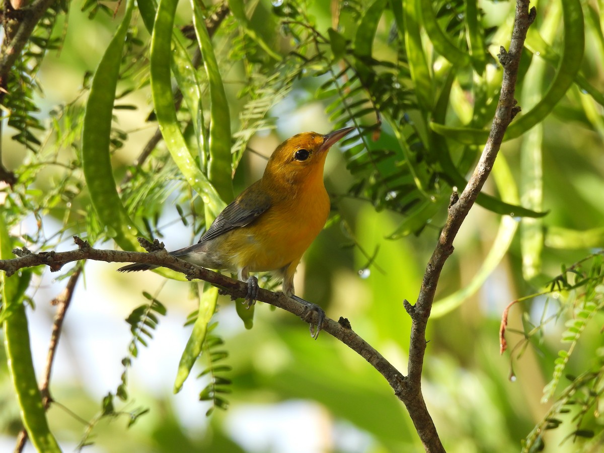 Prothonotary Warbler - ML645531957