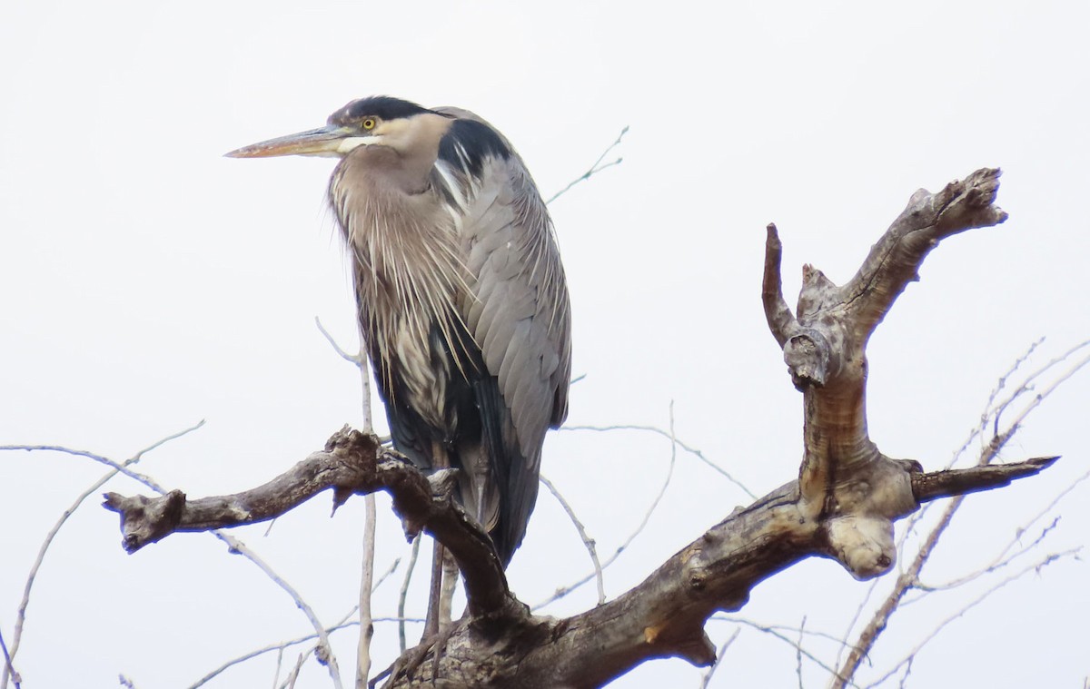 Great Blue Heron - ML645531964