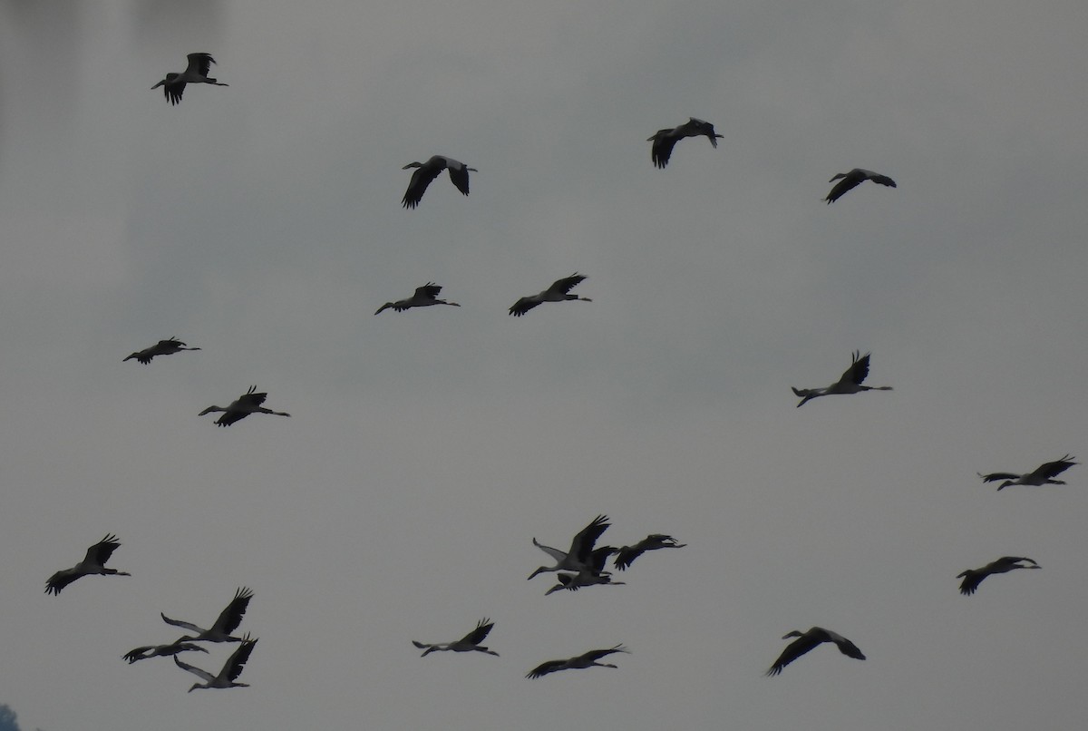 Ak Açıkgaga - ML645531968