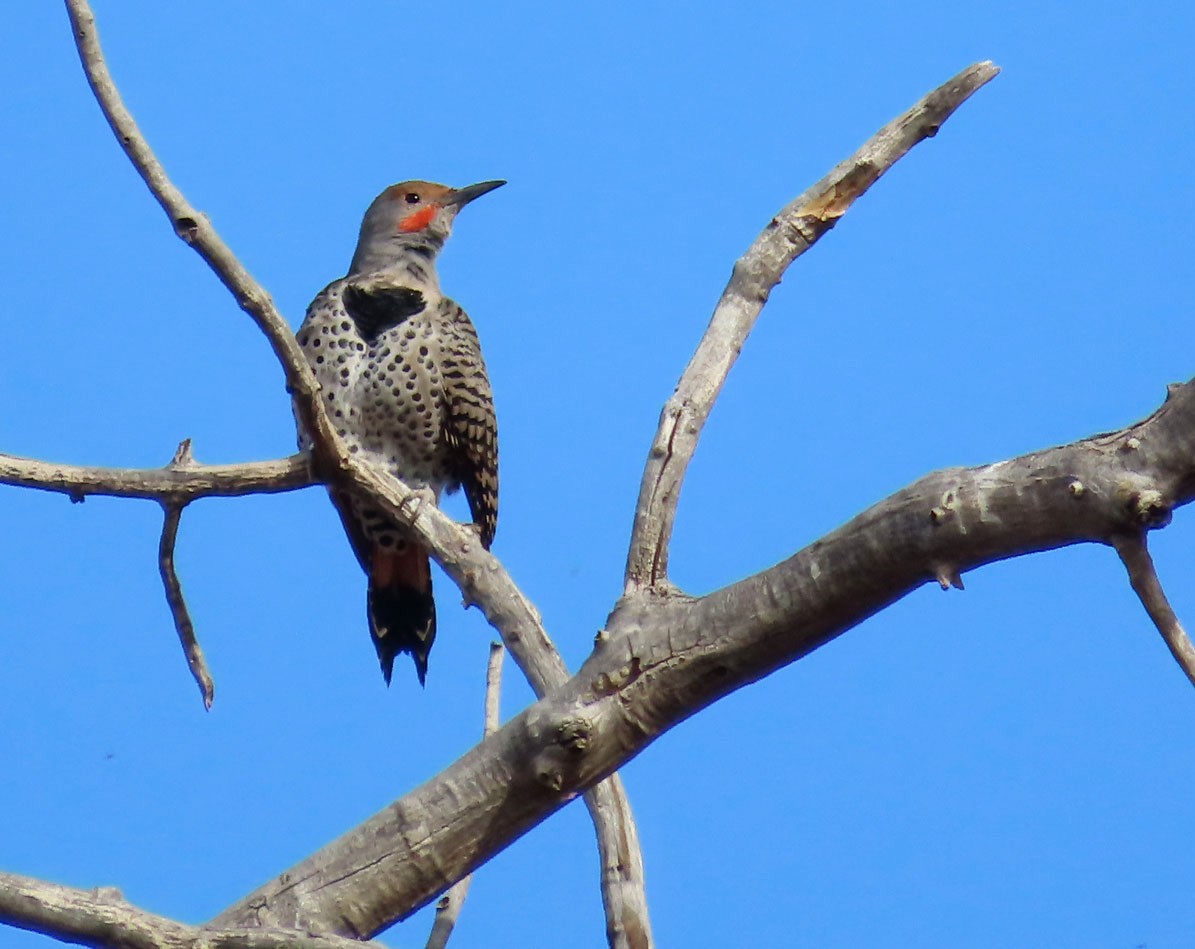 Altın Ağaçkakan - ML645531969