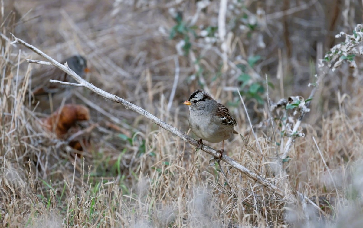 Porsuk Serçesi - ML645531971