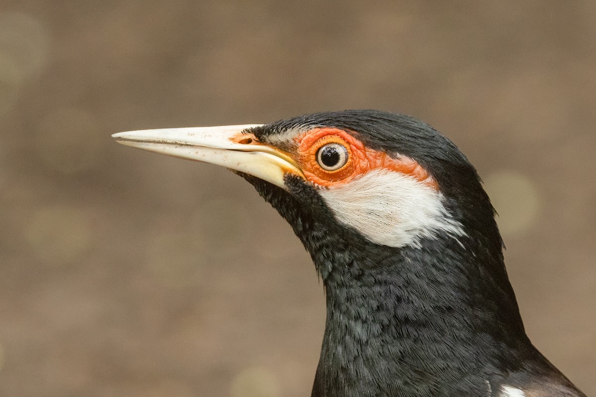 Java Alaca Sığırcığı - ML645531972