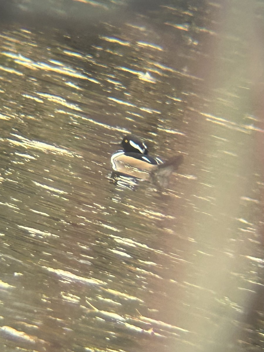 Başlıklı Tarakdiş - ML645531973