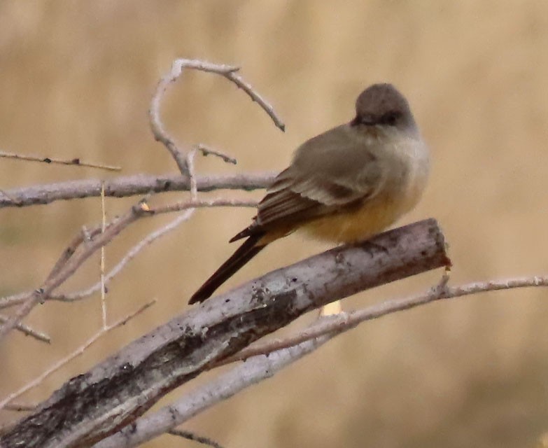 Say Fibisi - ML645531974