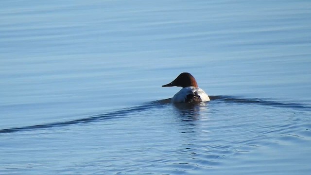 Büyük Elmabaş - ML645531975