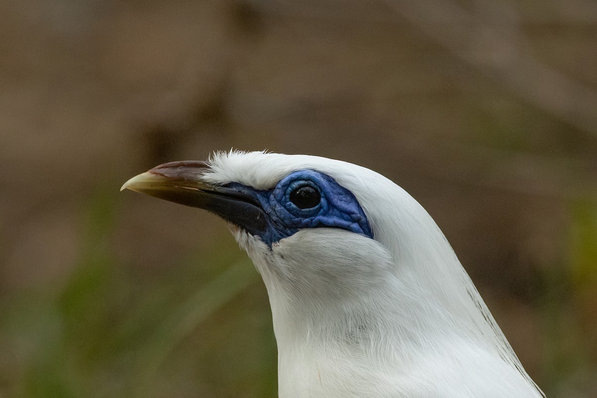 Bali Sığırcığı - ML645531976