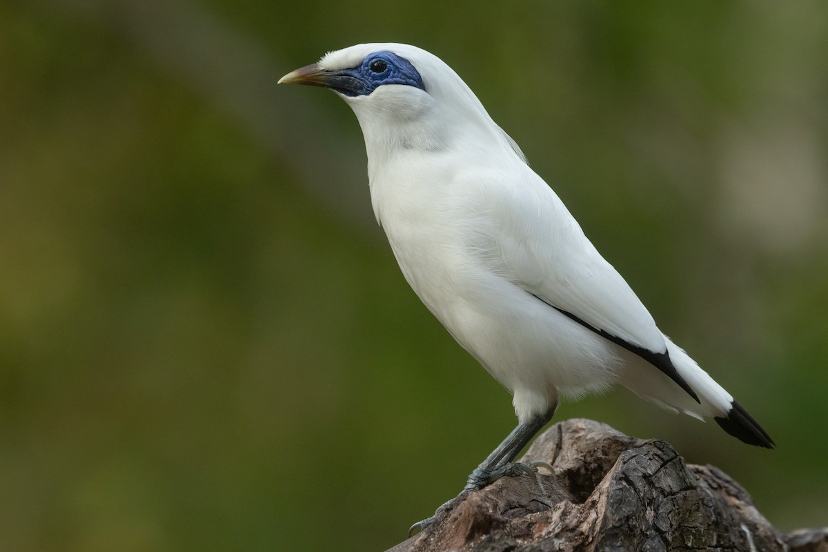 Bali Sığırcığı - ML645531977