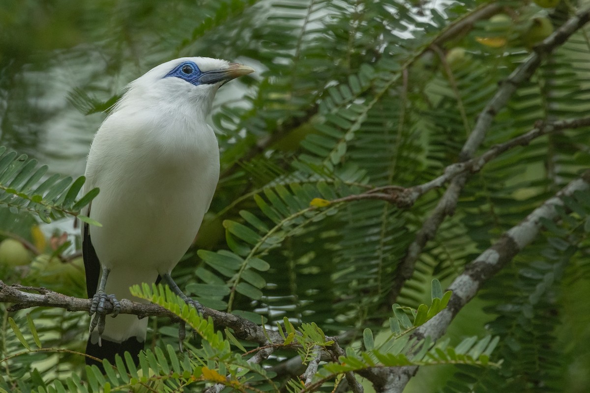 Bali Sığırcığı - ML645531978