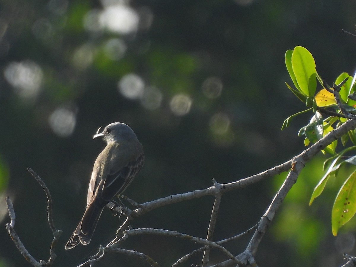 Tropikal Tiran - ML645531979