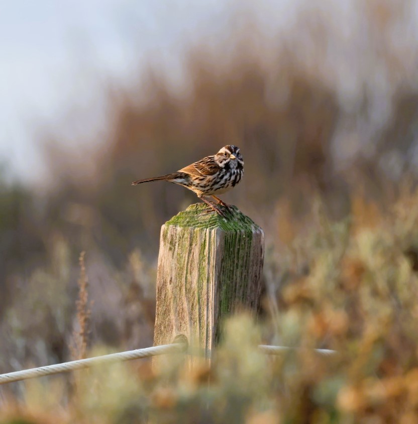 Ötücü Serçe - ML645531980