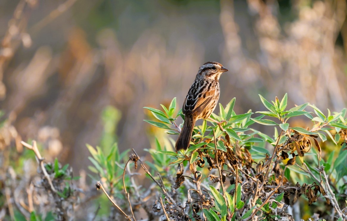 Ötücü Serçe - ML645531981