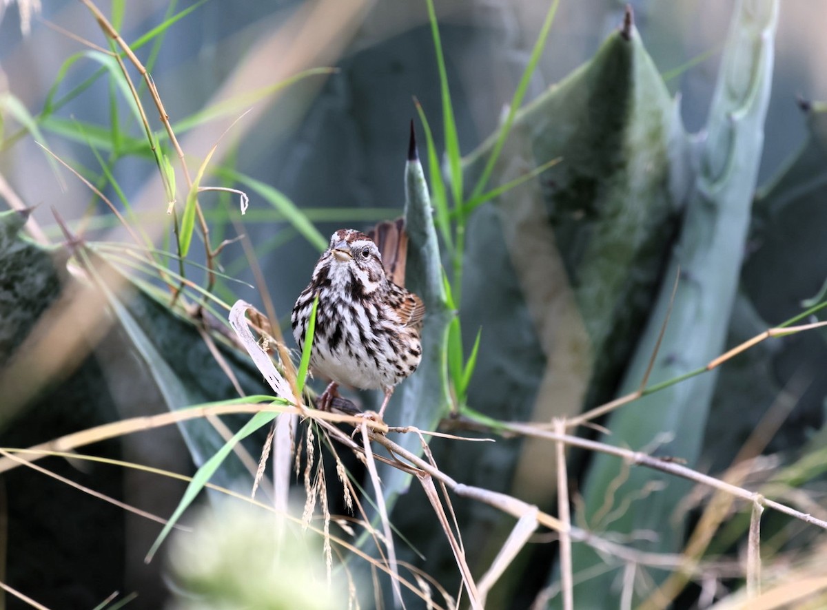 Ötücü Serçe - ML645531982