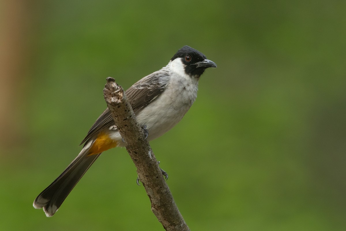 Esmer Başlıklı Arapbülbülü - ML645531983