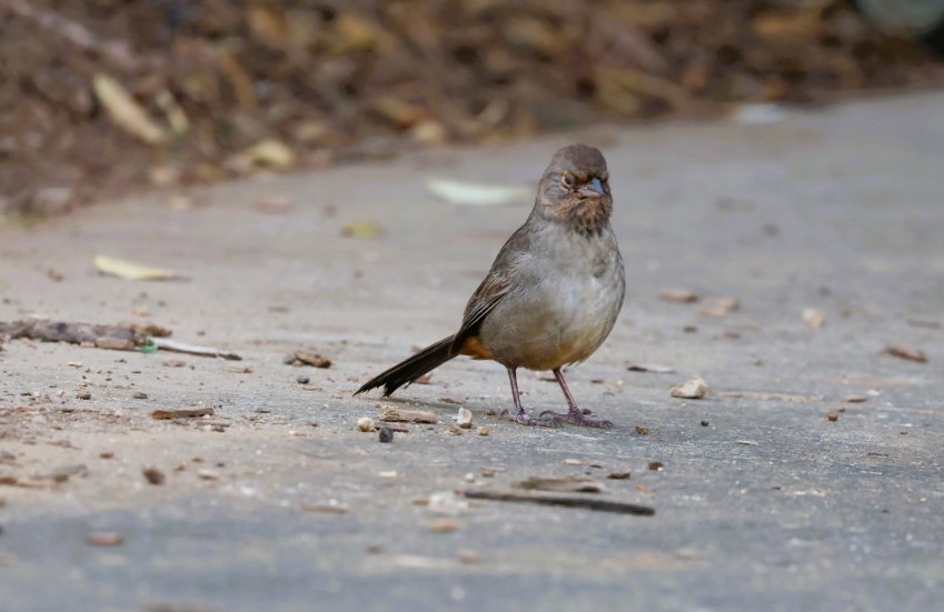 Kaliforniya Tovisi - ML645531984