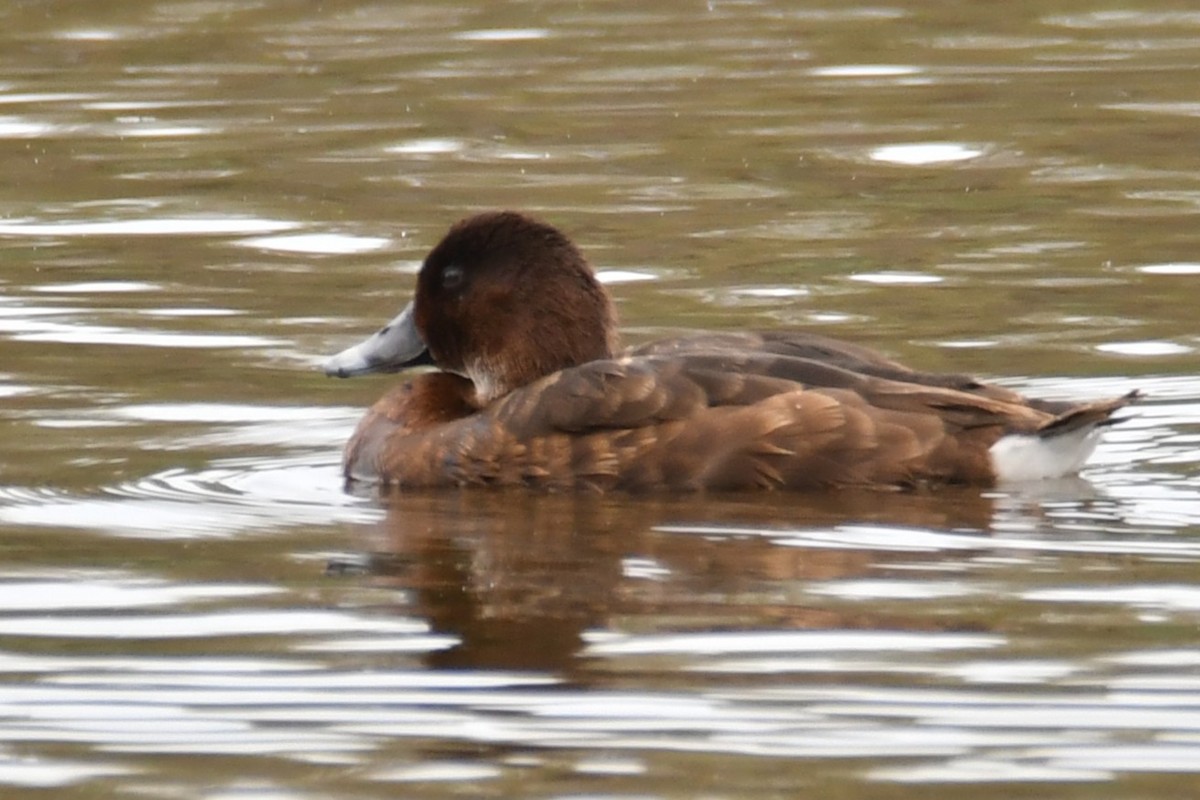 Avustralya Patkası - ML645531985
