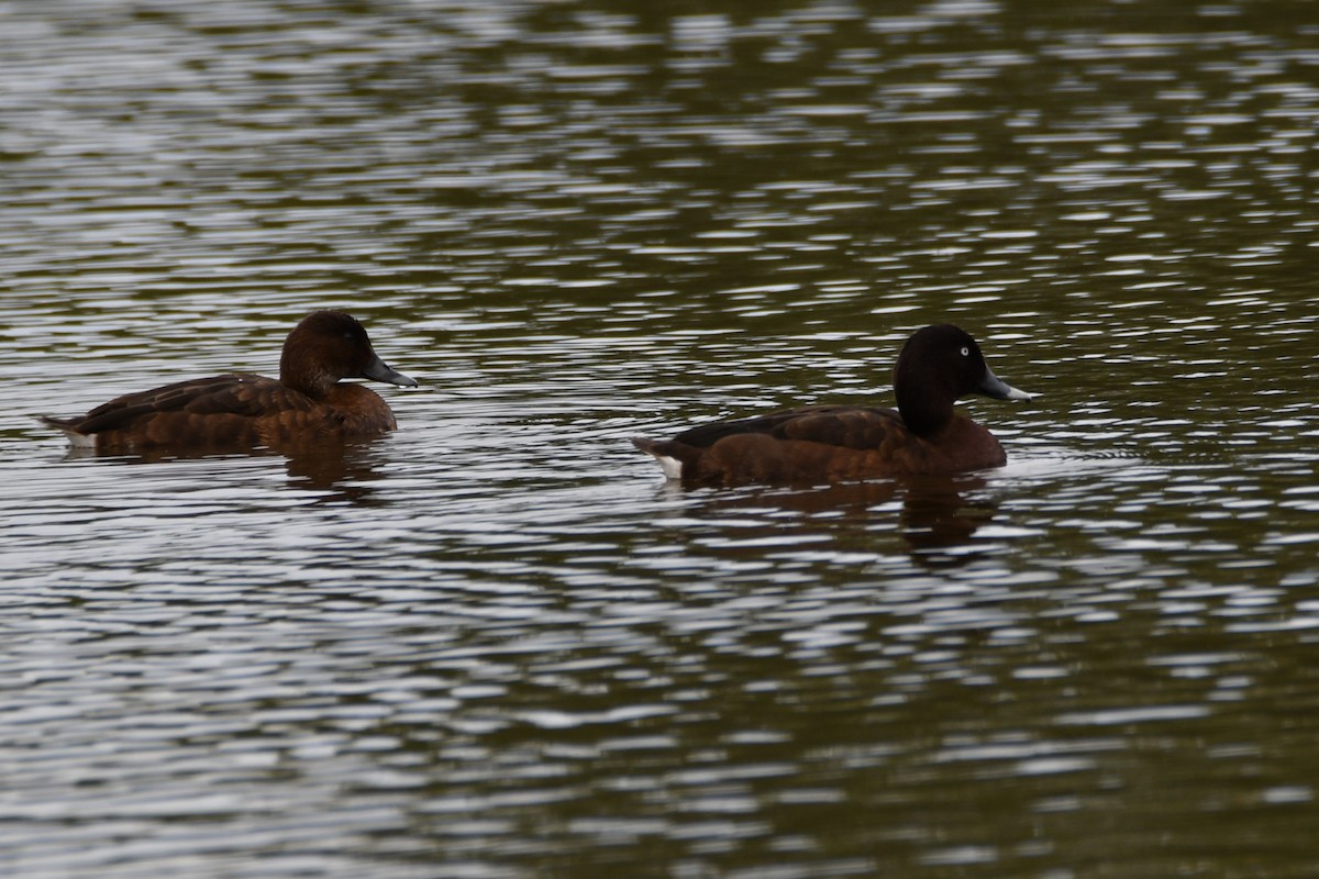 Avustralya Patkası - ML645531986
