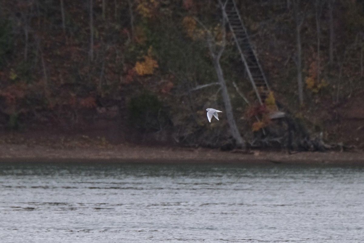 Küçük Karabaş Martı - ML645531988