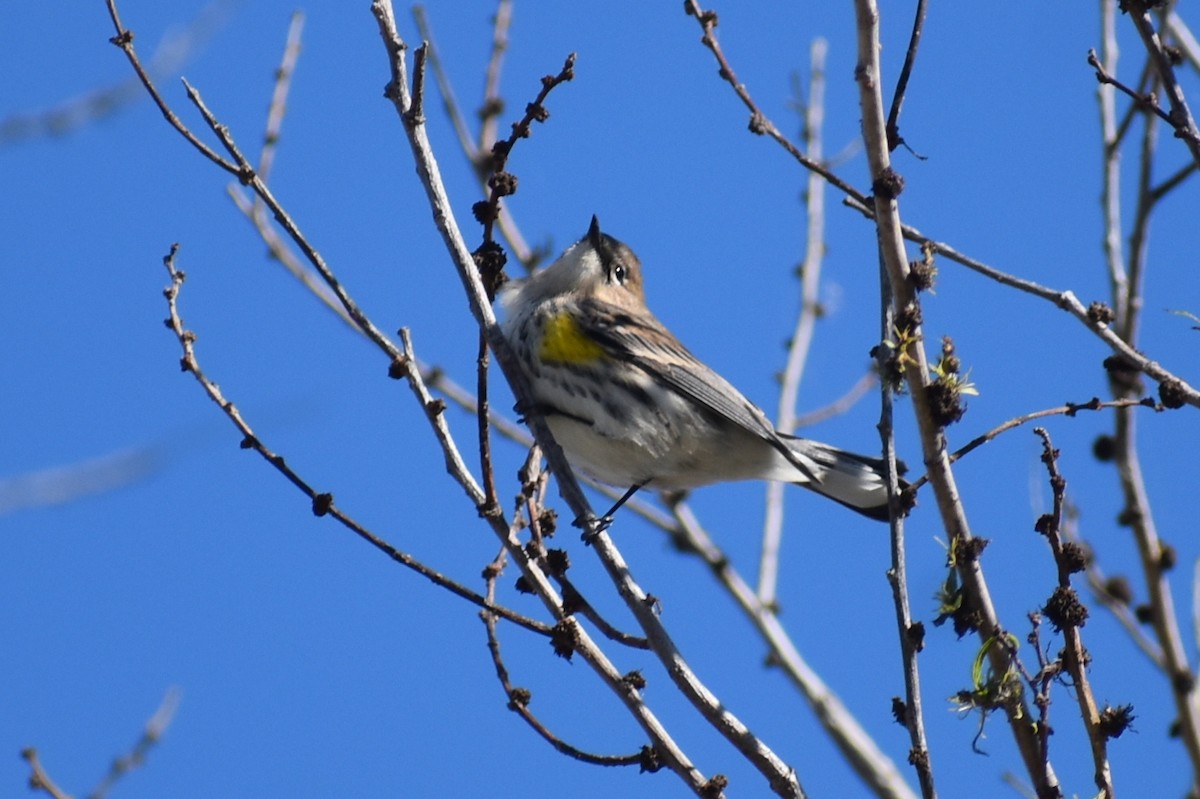 Taçlı Ötleğen - ML645531991