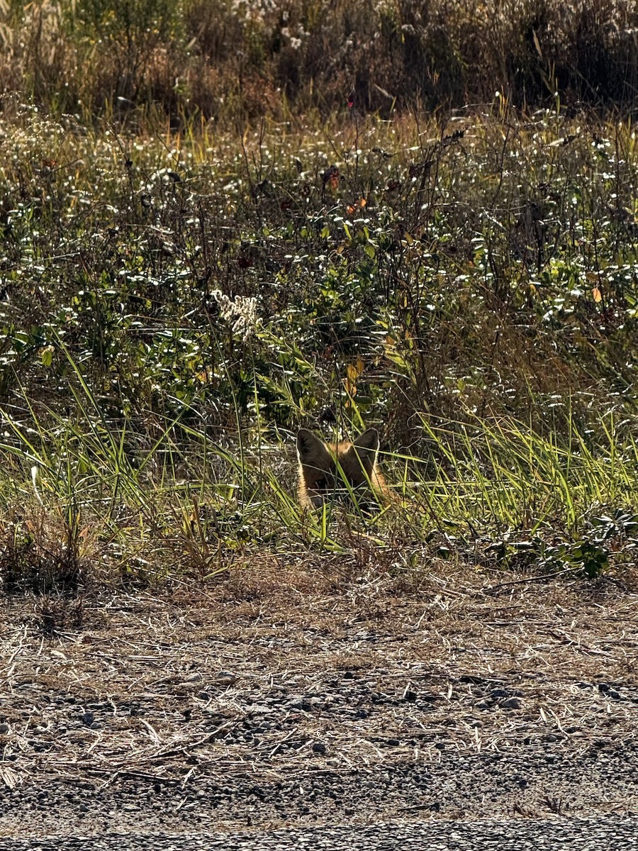 Red Fox - ML645531993