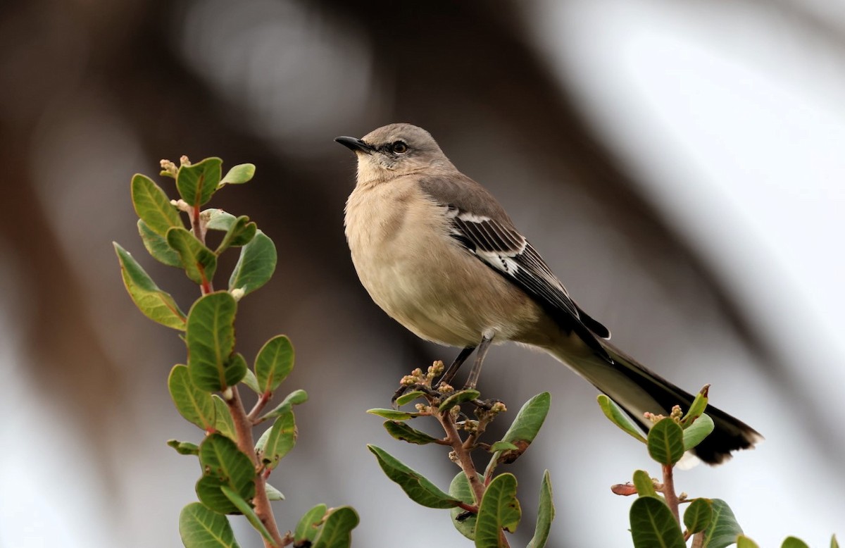 Kuzeyli Taklitçi - ML645531994
